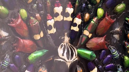 昆虫、昆虫、昆虫･･･香港でダミアン・ハースト展