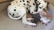 Dalmatian adopts foster kittens as her own