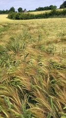 Dog running through a wheat field