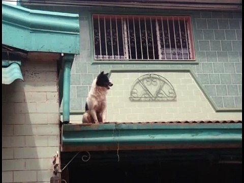 Pet Cemetery - Ondoy's pets