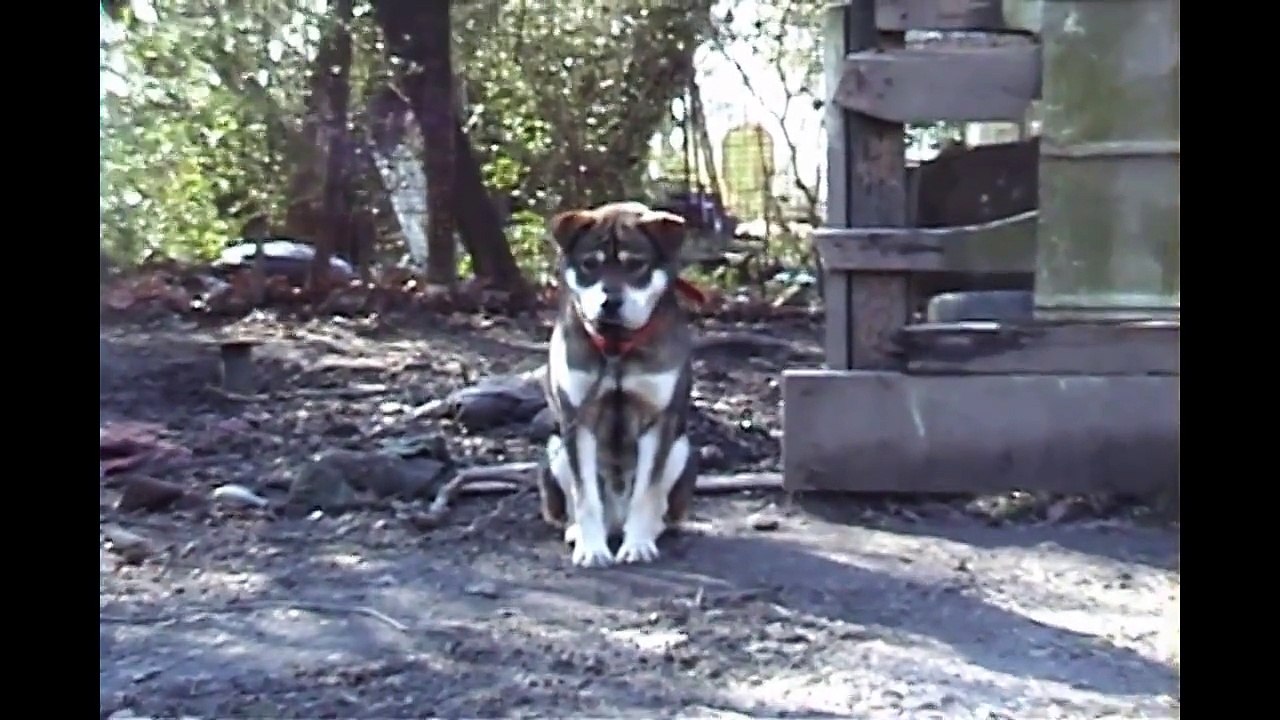 The Hidden World of Animal Abuse