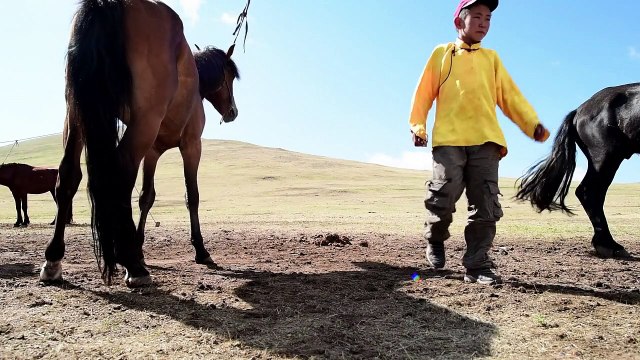 Mongolie: les enfants-jockeys s'entraînent pour le Naadam