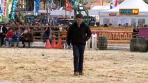 TrofaTv - Cavalos puro sangue lusitano na Feira Anual da Trofa 2011