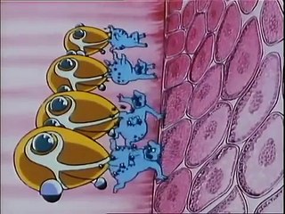 En cellsam historia Del 15 - Matsmältningen [2/2]