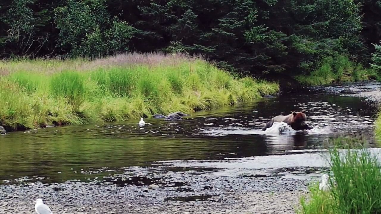 Alaska wildlife photo tours of bears, whales and more!