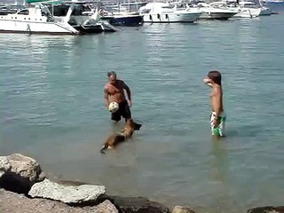 Dog playing volleyball