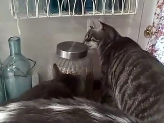 Indy the cat unscrews the food container and helps himself to a snack
