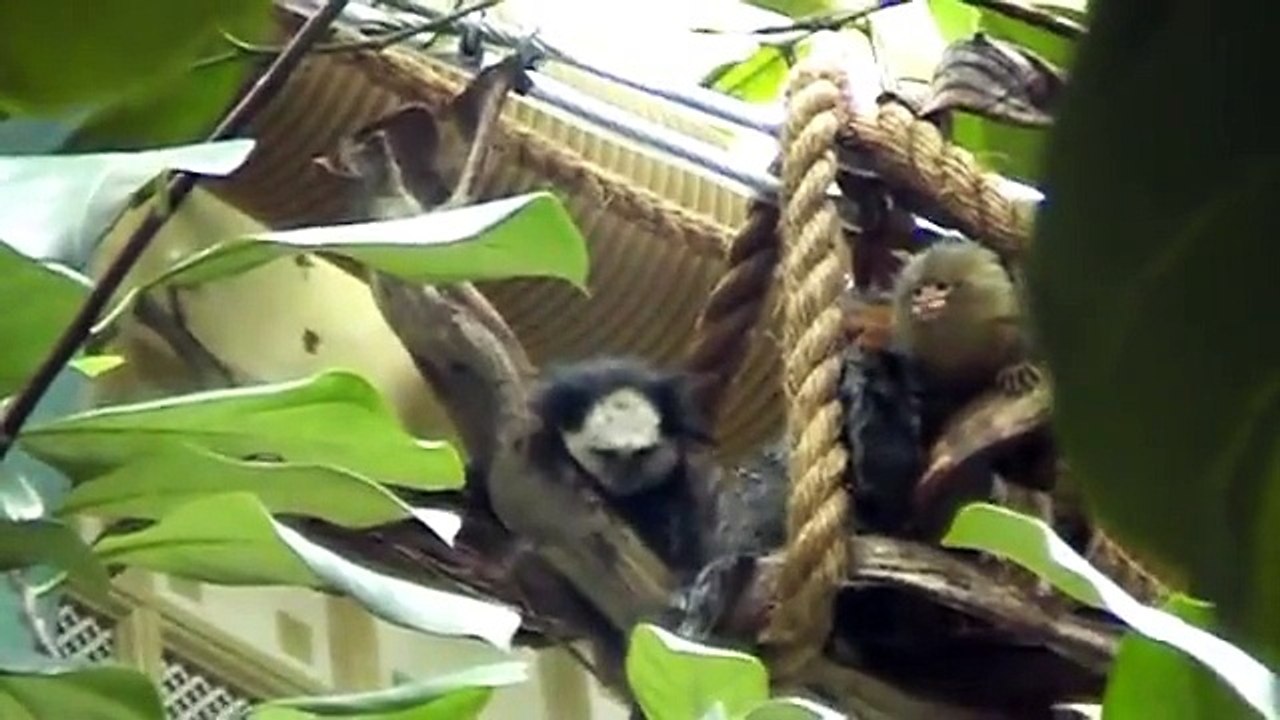 apen in Artis 2011