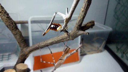 fiche d'élevage : heterochaeta orientalis