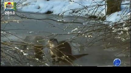 كلب البحر-1/1