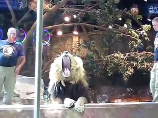 オスライオンがトレーナーを襲い、メスが仲裁に