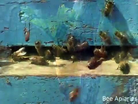 Пчелы на прилетке 4