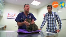 El veterinario responde - Perros y gatos senior - Más que perros y gatos 12