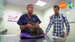 El veterinario responde - Perros y gatos senior - Más que perros y gatos 12