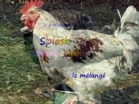 la poule marans, elevage de la fontaine , philippe denis sovet Ciney
