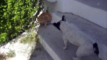 岩合光昭の世界ネコ歩きｍｉｎｉ「くしゃみ」「ネコとワルツを踊れ」