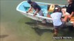 Massachusetts Beachgoers Save Beached Shark