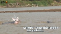 Amazon river dolphin, pink river dolphin o la tonina