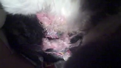 Penny's a Mommy; Ginger's a Midwife Cat! (The Birth of Penny's Kittens)