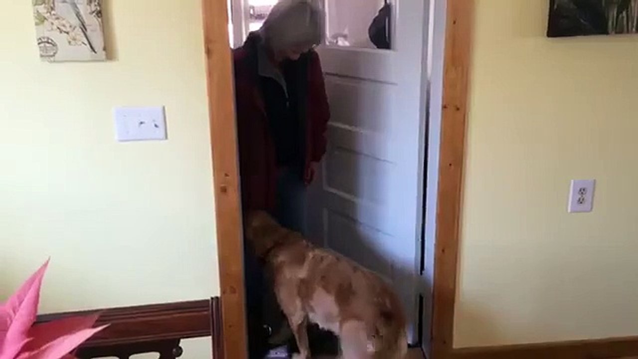 Cachorro não gosta de beijo