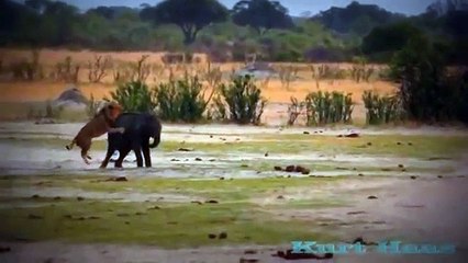 Lion Attacks Elephant - Lion Killing Elephant