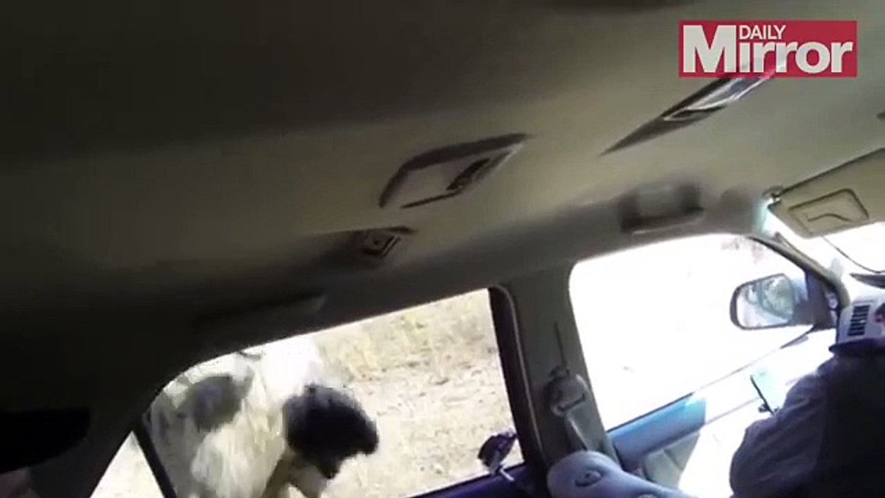 LION attacks car full of film makers at wildlife reserve