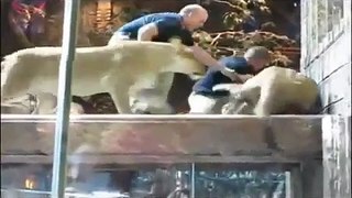 Top 10 Lion attacks on human