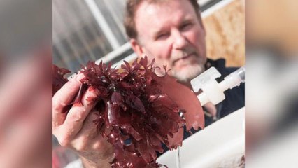 New seaweed tastes just like bacon and is healthier than kale