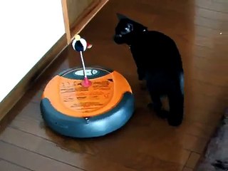 Cat and Roomba. 「初代ルンバ」と遊ぶくろねこ