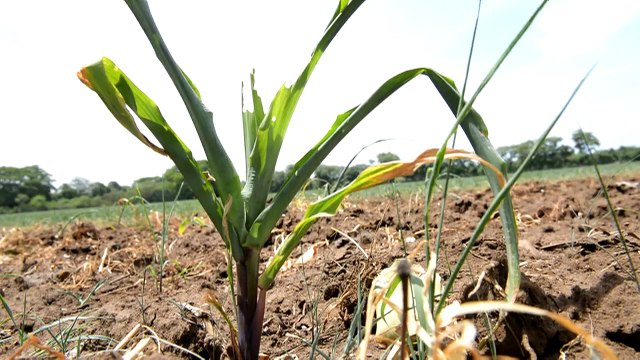 Produtores afetados pela seca em El Salvador