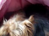 Yorkie Geburt Yorkshire-terrier Live Geburt Birth Birthday Puppy