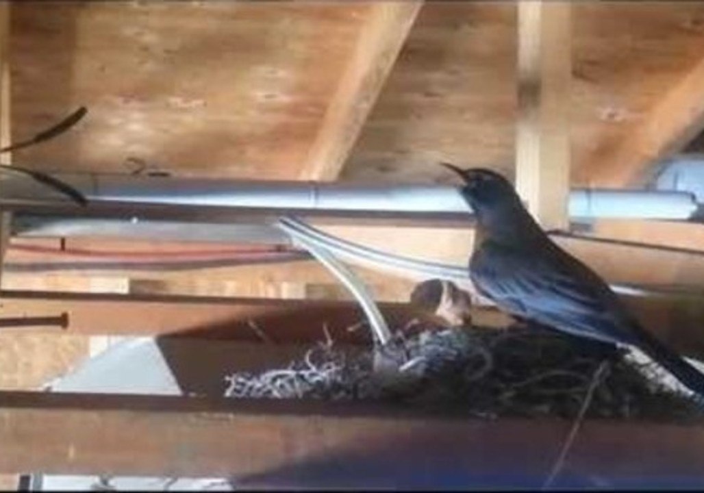 Baby Robins Demand a Meal