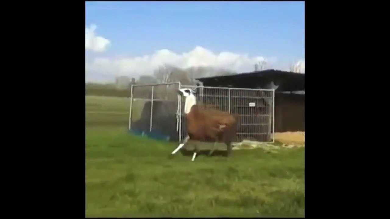 Bouncing Llama Looped 5 Minutes