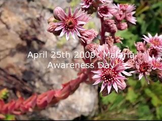 Planetary World Service (April 23-29, 2009): Malaria Awareness Day