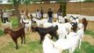 Goat Farming - concepts highlighted through our medium by Mev Agro & Livestock Farm [MALF], India