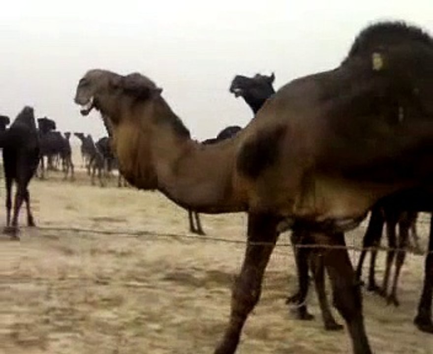 فحل بعير