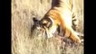 Tiger Attack Deer, Brave Broken Leg Deer vs Tigers   New Animal fights Videos Compilation