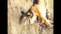 Tiger Attack Deer, Brave Broken Leg Deer vs Tigers   New Animal fights Videos Compilation