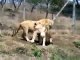 Lions Fight Lioness vs Lion Animal Fights, Animal Attacks, Funny Animal   HD