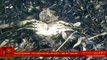 ALERT_ BP Oil Spill Disaster Is Not Over - Hell On Earth.mp4