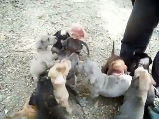 American Bandog Mastiff puppy temperament testing