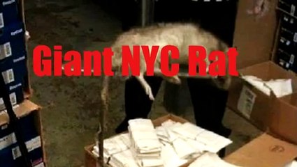 Giant Rat allegedly caught in New York , Bronx Footlocker