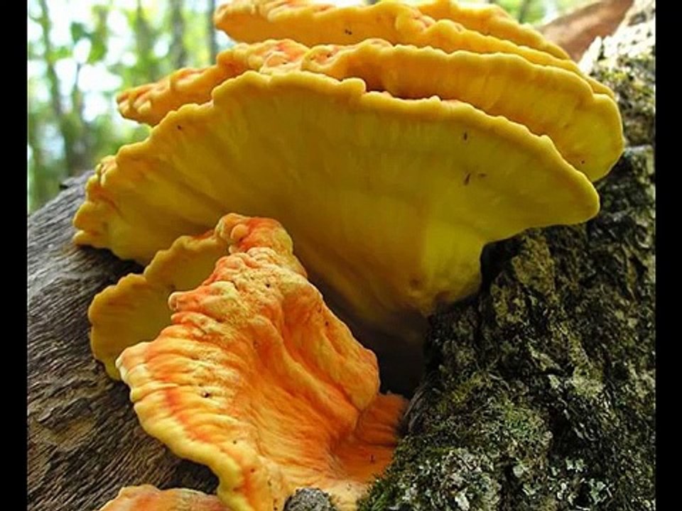 13 Wild Edible Mushrooms