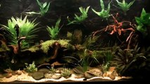 South american biotope aquarium-angelfish-planted tank update