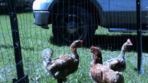 Rescued Chickens at the Safe Haven Farm Sanctuary