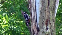Great Spotted Woodpecker nest / Grote Bonte Specht nest (Dendrocopos Major)