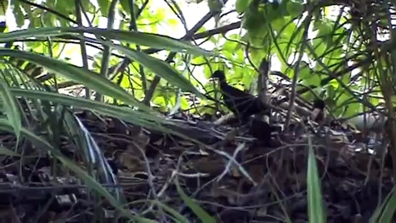 Megapode bird, Kavieng, PNG