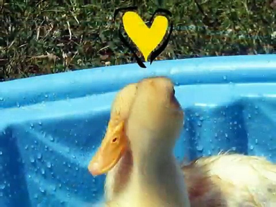 Lucky Duckies