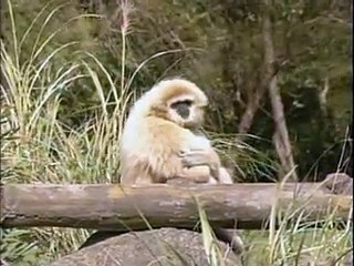 Policeman Oh Policeman