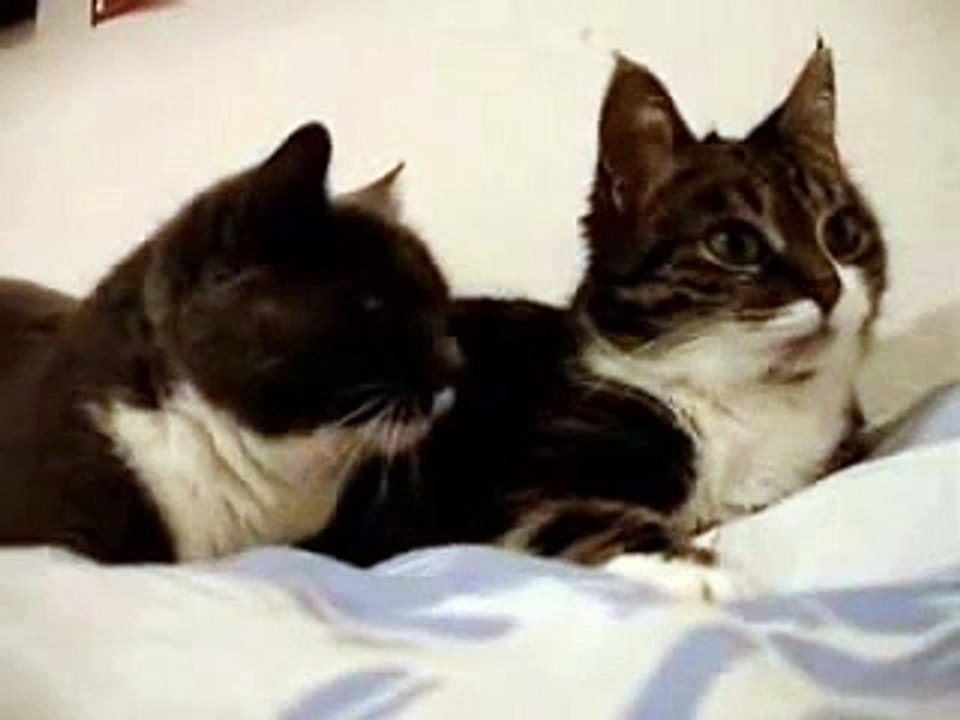 The Talking Cats Burping